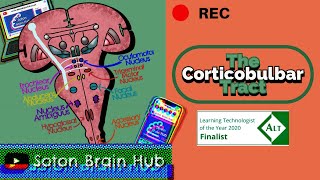 The Corticobulbar Tract [upl. by Skeie489]