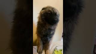 Ah ce Yuki  🐾🐶🥰eurasier chien amour [upl. by Albur]