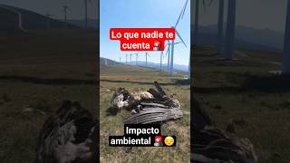 🚫🚨MUEREN MILES DE AVES quotimpacto medioambiental quot MOLINOS EÓLICOS animales medioambiente shorts [upl. by Sitoiyanap81]