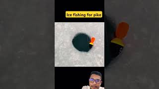 Ice fishing for pike fishing fish icefishing catchandrelease trout bassfishing carpfishing [upl. by Whitford]