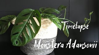 Timelapse  Monstera Adansonii [upl. by Anig373]