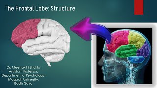 The Frontal Lobe Structure अग्रपालि की संरचना [upl. by Lloyd]