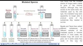 Beadle and Tatum experiment animation mcgraw hill [upl. by Annerb413]