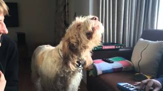 Murray the Singing Spinone [upl. by Annua]