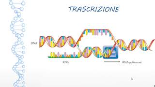 La SINTESI PROTEICA dal DNA alla PROTEINA TRASCRIZIONE e TRADUZIONE [upl. by Livesay]