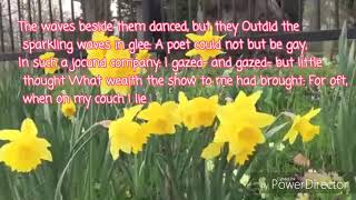 Daffodils Malayalam Translation [upl. by Yssim]