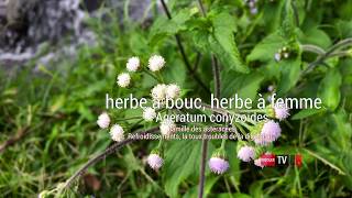 Ageratum conyzoides L Herbeàbouc [upl. by Allesiram]