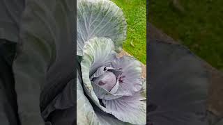 strathclyde studentslife organicfarming organicgardening glasgow [upl. by Htrahddis862]