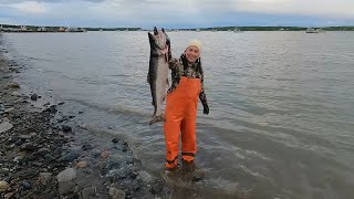 King Salmon Fishing Naknek River Bristol Bay Alaska [upl. by Ettevol]