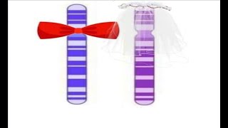 zygotene  الطور التمهيدي الاول من الانقسام الميوزي الاول  الطور الازدواجي [upl. by Etti]