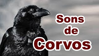 som de corvo  sons de corvo gritando [upl. by Rivkah]