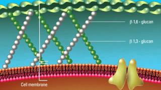 Overview of the Fungal Cell Structure [upl. by Sairtemed]