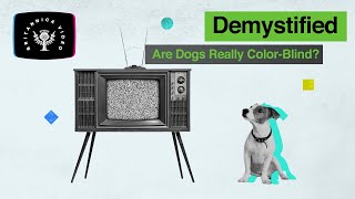 Demystified Are Dogs Really Colorblind  Encyclopaedia Britannica [upl. by Irb166]