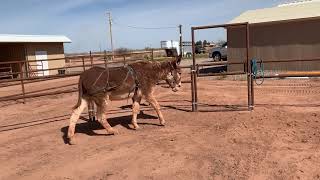 Donkey Surcingle with Breaching and Rope Halter [upl. by Solly]