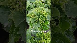 Cineraria plant with flower buds [upl. by Kamila]