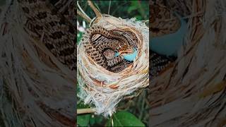 SNAKE ON A BIRD NEST nature photography naturelovers [upl. by Gyatt]