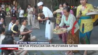 Syukuran Hubungan ManusiaSatwa Lewat Ritual Ini [upl. by Nnylarak]