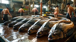 Incredible 1000 Moray Eel Catch  Why Moray Eels Are Worth the Risk [upl. by Bordy531]