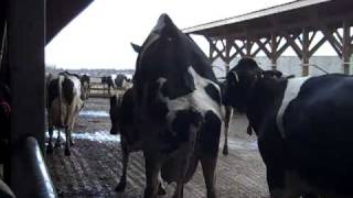 Heat Detection in Dairy Cattle [upl. by Adamina]