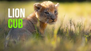 Baby New Year Lion Cub Born at the Fort Worth Zoo [upl. by Columba]