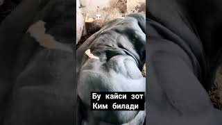 Неча кг чикади ёзамиз mol cow qoybozor funny bull qoyboqish baki molbozor animals bozor [upl. by Htiaf]