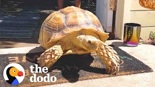 Outgoing Tortoise Asks Strangers For Butt Scratches  The Dodo [upl. by Ahsiyt]