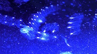 Luminescent Sea Salps [upl. by Brody205]