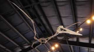 Quetzalcoatlus northropi  Triebold Paleontology [upl. by Sigrid]