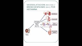 Introducción a la farmacología de los antihistamínicos [upl. by Eyllom]