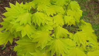 Acer japonicum Aureum javor japonský [upl. by Sotos]