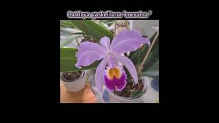 Cattleya gaskelliana coerulea a very fragrant nowadays rare orchid spicies [upl. by Norvol761]