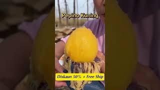 Pepino melon diimport dari Amerika Selatan kadar percambahan 100 [upl. by Vanden332]