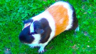 Guinea Pig Noises Loud Squeaking Sounds [upl. by Malamud]