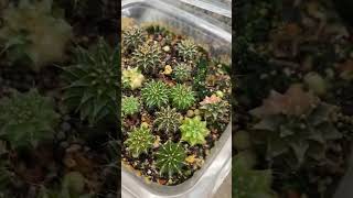 Minik bebeklerim🥰 cacti [upl. by Adnah736]