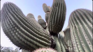 🌵Saguaro of the Day🌵 DONNA DANGEROUS 😈 Spiked The Palm of My Hand Pretty Badly 😳 😢 🤢 [upl. by Mandell224]