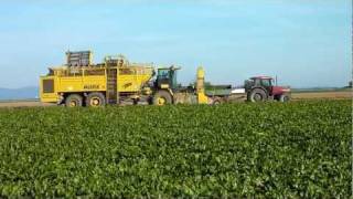 Beet digging with ROPA EuroTiger [upl. by Gorlin]