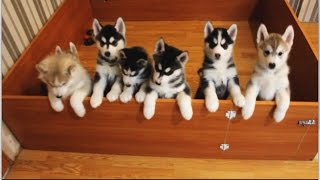 Siberian Husky Puppies [upl. by Asle398]