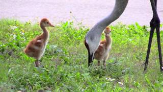 Sandhill Crane Adventures 8 [upl. by Artenra296]