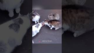 Un amable transeúnte rescata a una gata y a sus gatitos [upl. by Aicinat]