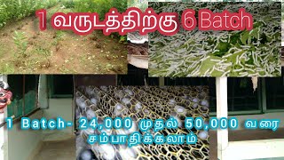 விவசாயியின் பார்வையில் பட்டுப்புழு வளர்ப்பு pattu pulu valarpu Sericulture in Tamil [upl. by Zeidman]