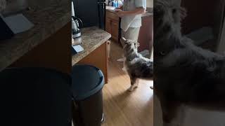 This cat screaming for food 😂 [upl. by Mcallister465]