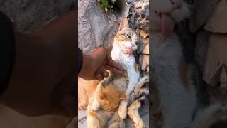 Rescue Cats Last Hug Kitten Embraces Dying Mother Unbelievable Outcome [upl. by Bernardina56]