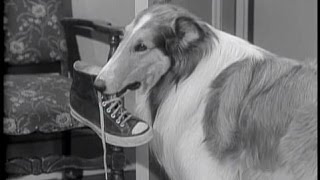 Lassie  Episode 80  quotA Place for Everythingquot  Season 3 Ep 15  12161956 [upl. by Letnohc]