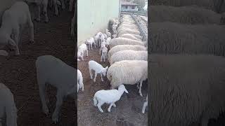 highlights sheeps sheepfarming [upl. by Hartwell]