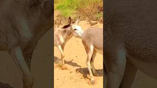 funny short gadhe donkeys pets happy pets [upl. by Suolekcin]