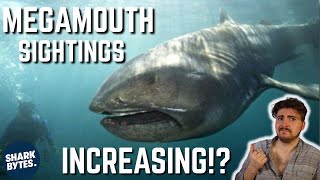 Are MEGAMOUTH Sharks Becoming More Common [upl. by Eulalia]