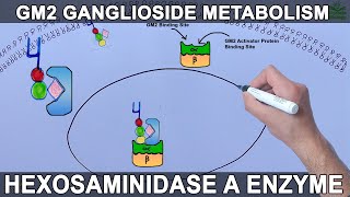 Lysosomal Metabolism of GM2 Ganglioside  Tay Sachs Diesease [upl. by Jaye]