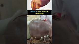 Liver II Anatomical position II Anatomy II full video link in description anatomy liver medical [upl. by Iloj]