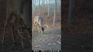 Whitetail Buck rut buck [upl. by Crow]