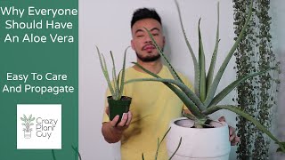 How To Care and Propagate Your Aloe Vera  Houseplant Care Guide [upl. by Eitsym]